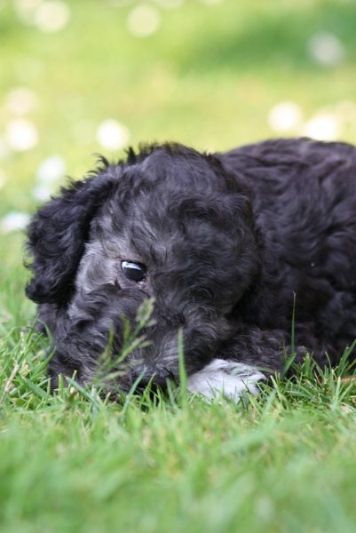 Arc-en-ciel Antares 2009-06-30 (33).JPG